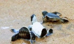 海龟爸爸爆料视频大全播放